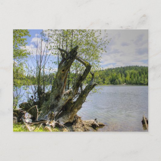 Stumped - Marshall Lake Briefkaart (Voorkant)