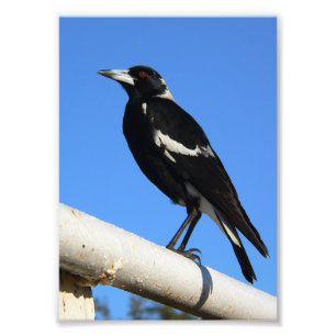 Stunning Australische Ekster Vogelspotten Foto Afdruk
