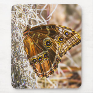 Stunning Blue Morpho Vlinder Wildlife Foto Kunst Muismat