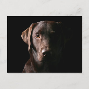 Stunning Chocolate Labrador Briefkaart
