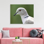Stunning Collared Dove Canvas Afdruk (Insitu (Woonkamer))