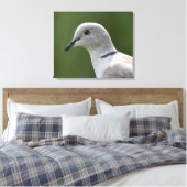 Stunning Collared Dove Canvas Afdruk (Insitu (Slaapkamer))