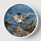 Stunning Dunlin Sandpiper Shorebird bij Beach (Voorkant)