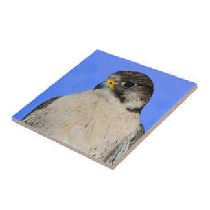 Stunning Gyrfalcon Saker Hybrid Falcon Tegeltje
