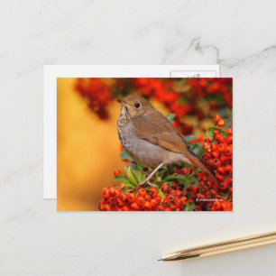 Stunning Hermit Thrush Songbird op Pyracantha Briefkaart