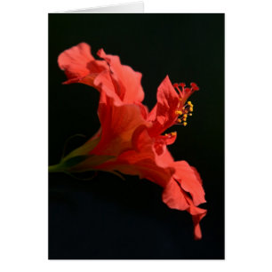 Stunning Hibiscus Flower