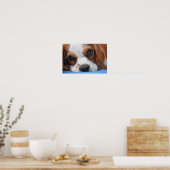 Stunning King Charles Cavalier Poster (Keuken)