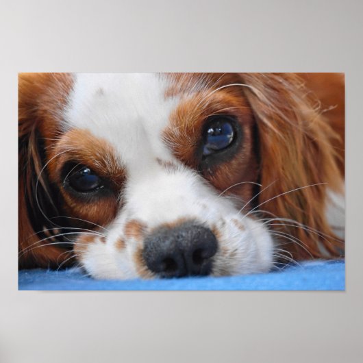 Stunning King Charles Cavalier Poster (Voorkant)