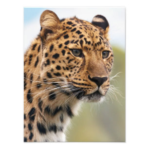 Stunning leopard portret foto afdruk