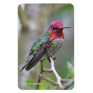 Stunning Male Anna's Hummingbird op de Plum Tree Magneet