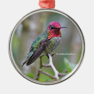 Stunning Male Anna's Hummingbird op de Plum Tree Metalen Ornament