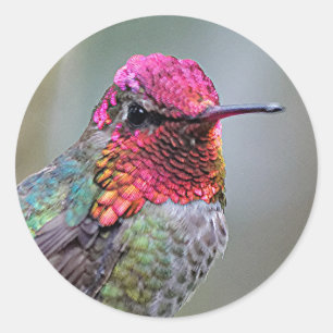 Stunning Male Anna's Hummingbird op de Plum Tree Ronde Sticker
