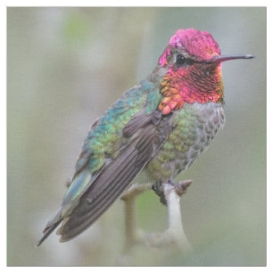 Stunning Male Anna's Hummingbird op de Plum Tree Stof