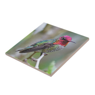 Stunning Male Anna's Hummingbird op de Plum Tree Tegeltje