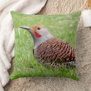 Stunning Northern Flicker Foerageert in het Gras Kussen