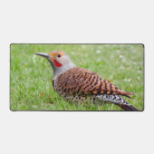 Stunning Northern Flicker Foraging in the Grass Bureaumat (Voorkant)
