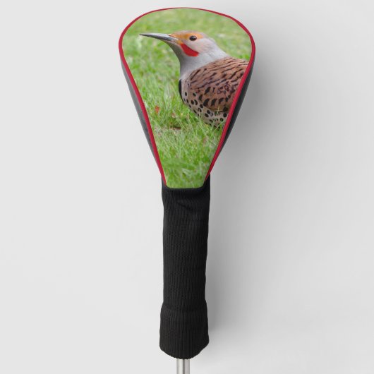 Stunning Northern Flicker Foraging in the Grass Golfheadcover (Voorkant)