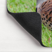 Stunning Northern Flicker Foraging in the Grass Muismat (Hoek)