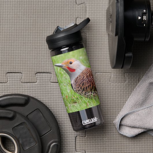 Stunning Northern Flicker Foraging in the Grass Waterfles (Sportschool (Gedraaid)  )