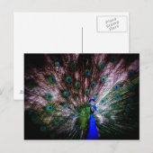 Stunning Peacock, Briefkaart (Voorkant / Achterkant)