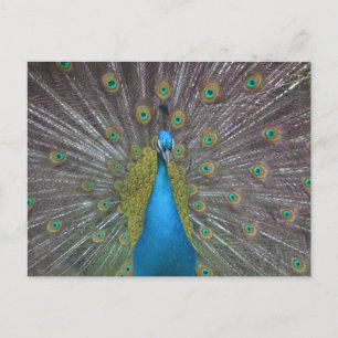 Stunning Peacock Briefkaart