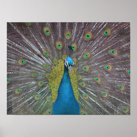 Stunning Peacock Poster (Voorkant)