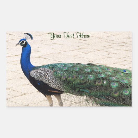 Stunning Peacock Rechthoekige Sticker (Voorkant)