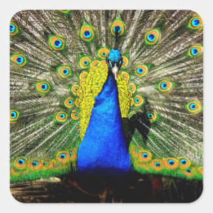 Stunning Peacock Stickers