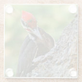 Stunning Portrait of Pileated Woodpecker on Tree Glazen Onderzetter (Achterkant)