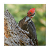 Stunning Portrait of Pileated Woodpecker on Tree Tegeltje (Voorkant)