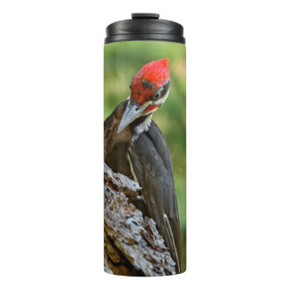 Stunning Portrait of Pileated Woodpecker on Tree Thermosbeker