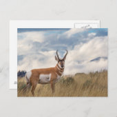 Stunning Pronghorn Briefkaart (Voorkant / Achterkant)