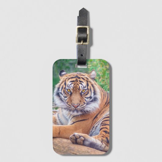 Stunning Reclining Tiger Photograph Bagagelabel (Voorkant (verticaal))