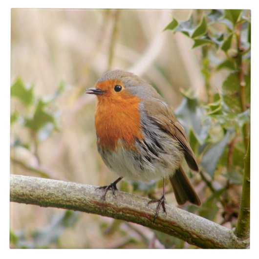 Stunning Robin Tegeltje (Voorkant)