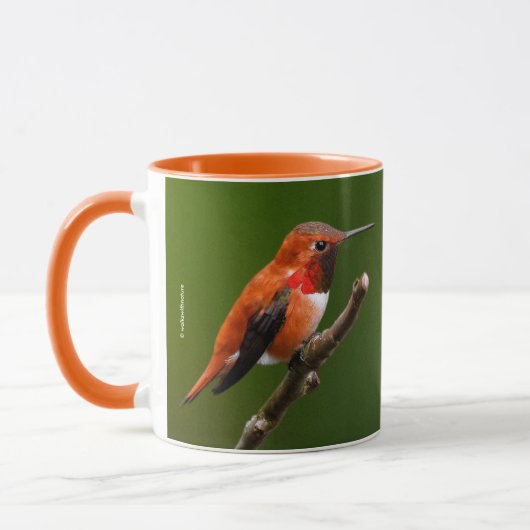 Stunning Rufous Hummingbird on Cherry Branch Mok (Links)