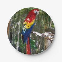 Stunning Scarlet Macaw Parrot