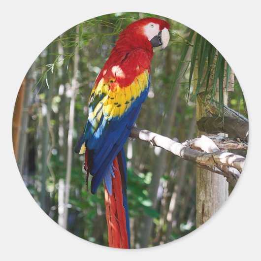 Stunning Scarlet Macaw Parrot Ronde Sticker (Voorkant)