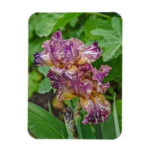 Stunning Variegated Iris Blossom Magneet