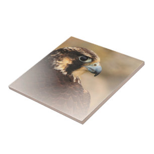 Stunning Vigneted Peregrine Falcon Tegeltje