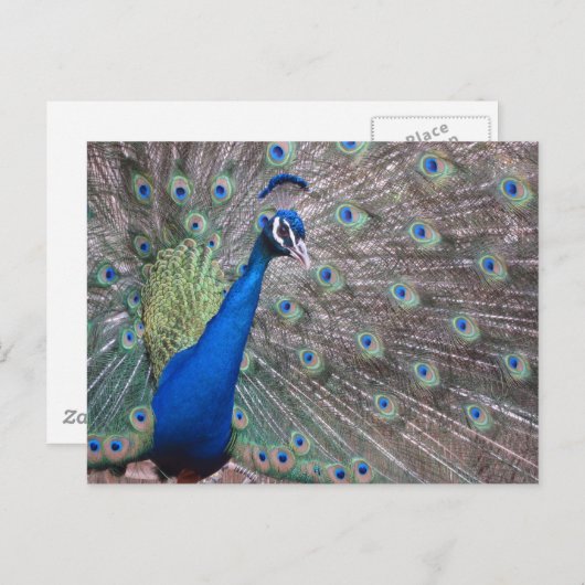 Stunning Vintage Peacock Briefkaart (Voorkant / Achterkant)