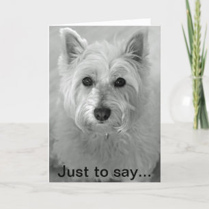 Stunning Westie Dog - Sorry kaart