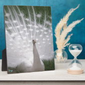 Stunning witte pauw (pauw) volledige pluimage fotoplaat (Zijkant)