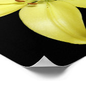 Stunning Yellow Lily Poster (Hoek)