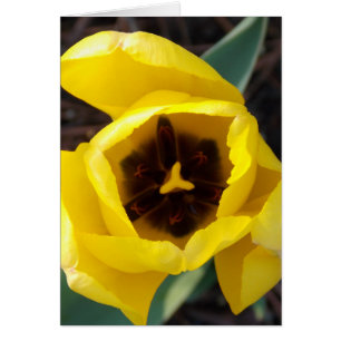 Stupéfaction de jonquille