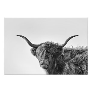 Sturdy highland koe in monochroom foto afdruk