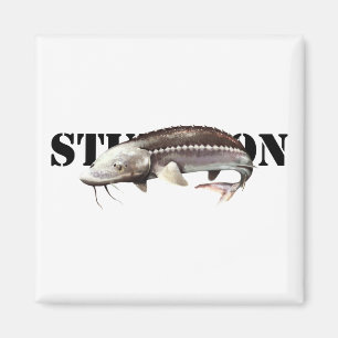 Sturgeon Magneet