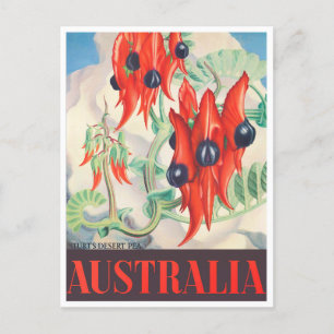 Sturt Desert Pea Australia vintage Briefkaart