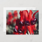 Sturt Desert Pea Briefkaart (Voorkant / Achterkant)