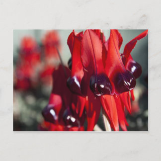 Sturt Desert Pea Briefkaart
