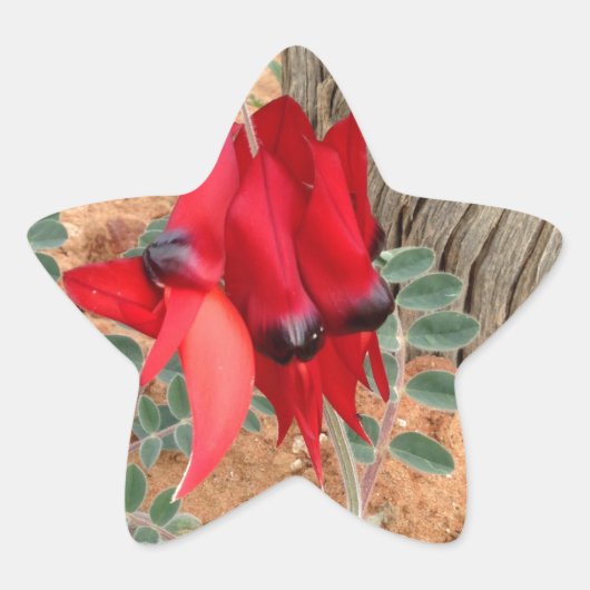 Sturt's Desert Pea-sterrensticker Ster Sticker (Voorkant)